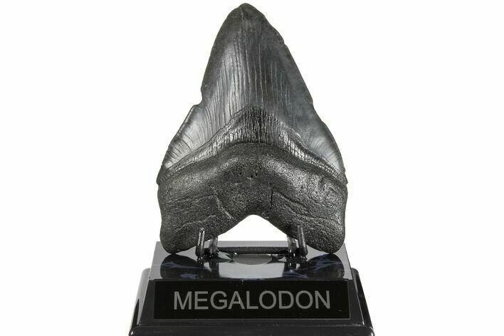 Fossil Megalodon Tooth - South Carolina #183613